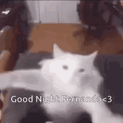 White Cat Bye Meme GIF