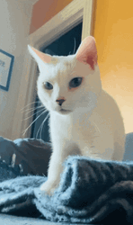 White Cat Calming Itself GIF