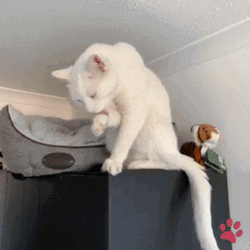 White Cat Cleaning Itself GIF