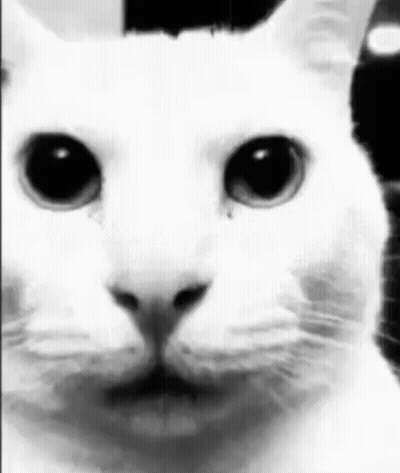 White Cat Close Up Black And White GIF