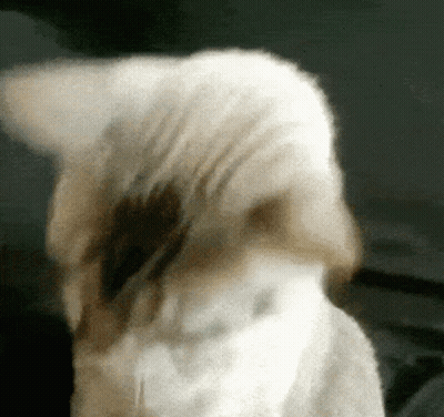 White Cat Close Up Black Background GIF