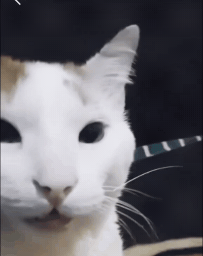 White Cat Close Up With Blue Collar GIF
