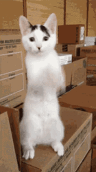 White Cat Dancing Boxes Funny Meme GIF