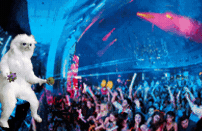 White Cat Dancing In Front Of Crowd GIF