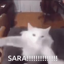 White Cat Dancing Meme GIF