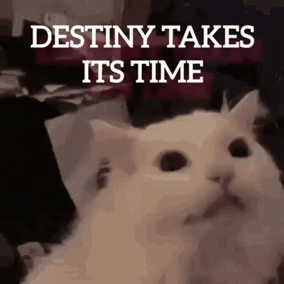 White Cat Destiny Takes Its Time GIF