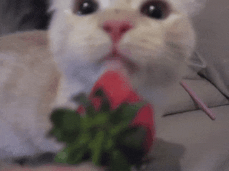 White Cat Eating Strawberry Fruit GIF