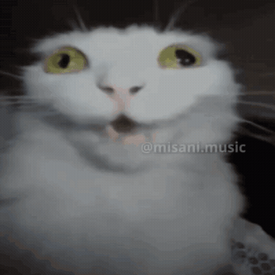 White Cat Face With Misani Music GIF