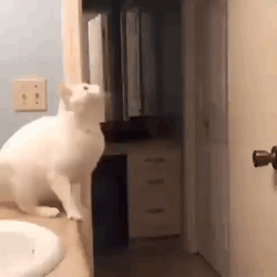 White Cat Fail Jump GIF