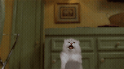 White Cat Flying With Mouth Open GIF