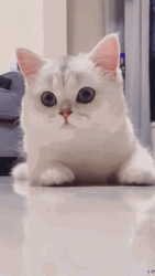 White Cat Getting Hype Expression GIF