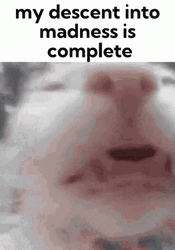 White Cat Getting Insane GIF