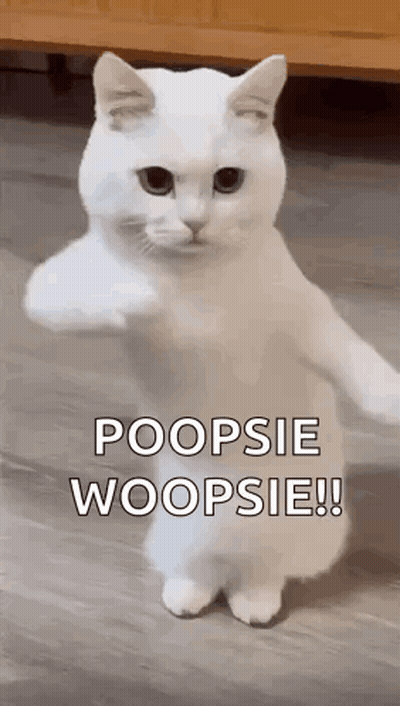 White Cat Giving Thumbs Up On Hind Legs GIF