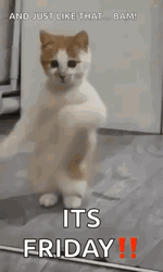 White Cat Grooving Its Friday GIF