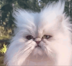 White Cat Grumpy Face GIF