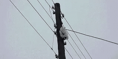 White Cat Hanging From Power Pole GIF
