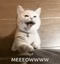 White Cat Hanging Unto Shirt Meow GIF