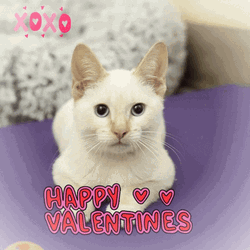 White Cat Happy Valentines GIF