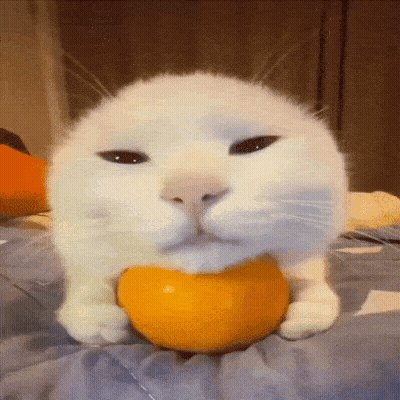 White Cat Holding Orange In Mouth GIF