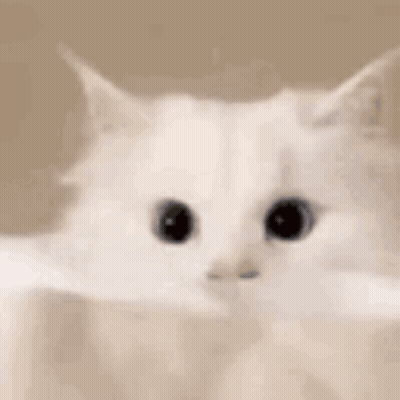 White Cat Holding Paper Looking At Camera GIF