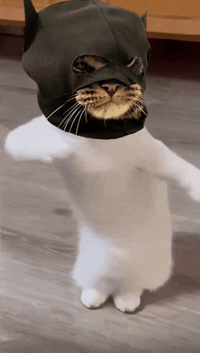 White Cat In Black Batman Mask GIF