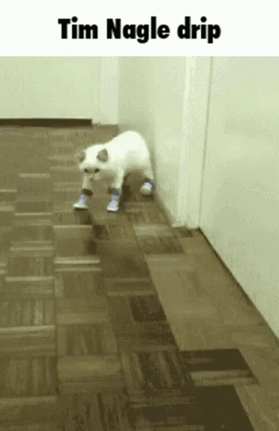 White Cat In Blue Shoes Walking Hallway Tim Nagle Drip GIF