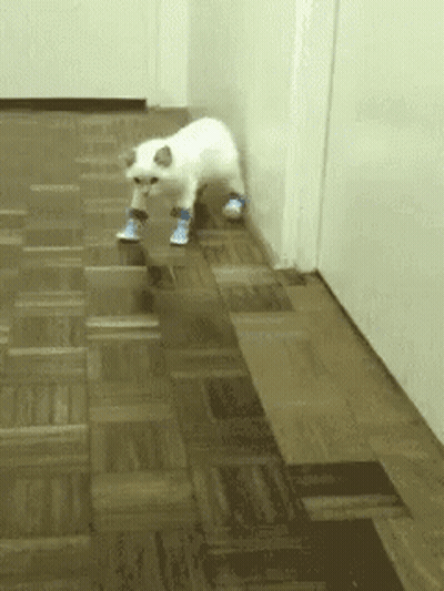 White Cat In Blue Socks Walking Down Hallway GIF