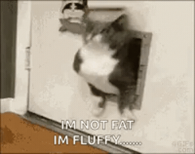 White Cat In Cardboard Box Sillykitties.co GIF