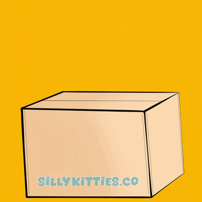 White Cat In Cardboard Box Sillykitties.co GIF