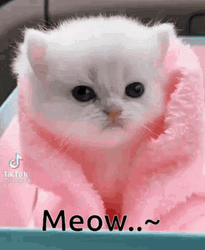 White Cat In Pink Blanket Meow GIF