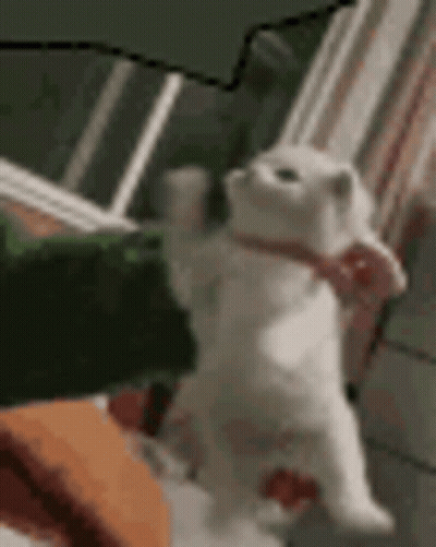 White Cat In Pink Bow Tie Standing GIF