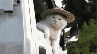 White Cat In Straw Hat Sticking Head Out Window GIF