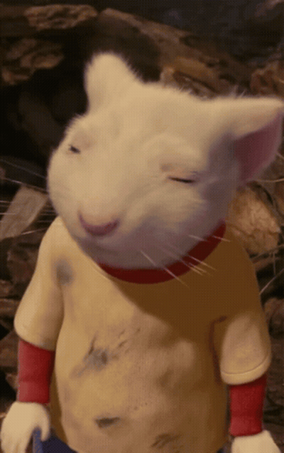 White Cat In Yellow Shirt With Red Collar GIF