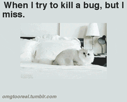 White Cat Killing Bug But Missed GIF