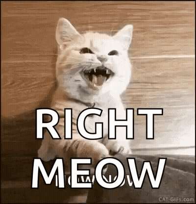 White Cat Laughing Saying Right Meow GIF