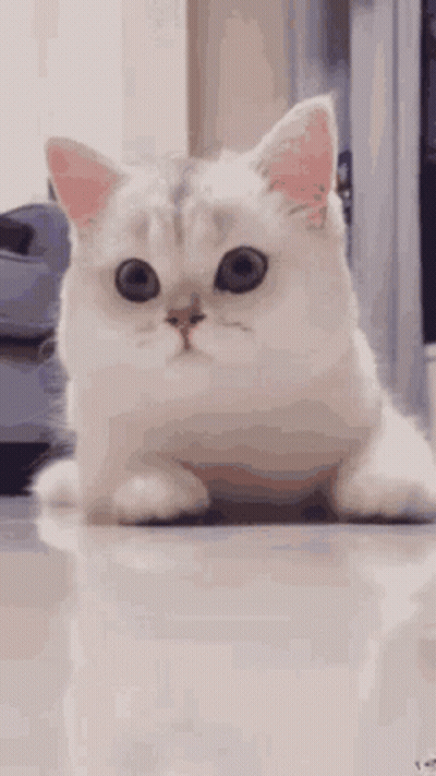White Cat Laying Down Big Eyes Looking Camera GIF