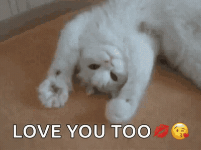 White Cat Laying Down Saying Love You Too GIF