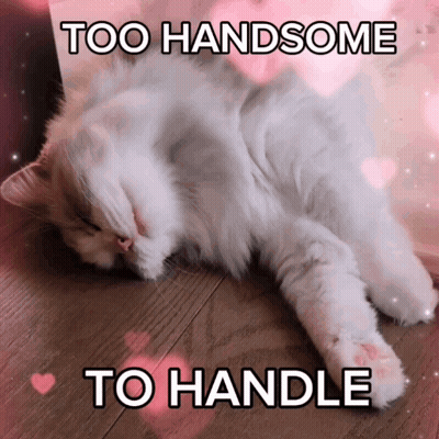 White Cat Laying Down Too Handsome To Handle GIF
