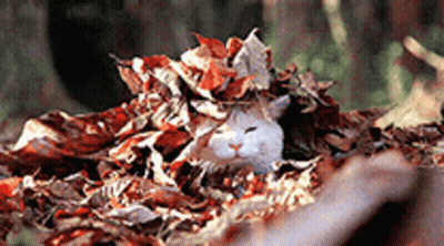 White Cat Laying In Pile Of Leaves GIF