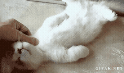 White Cat Laying On Back Being Petted GIF