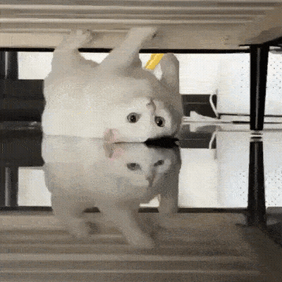 White Cat Laying On Back Looking At Reflection GIF
