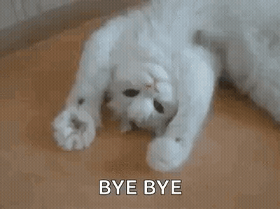 White Cat Laying On Back Saying Bye Bye GIF