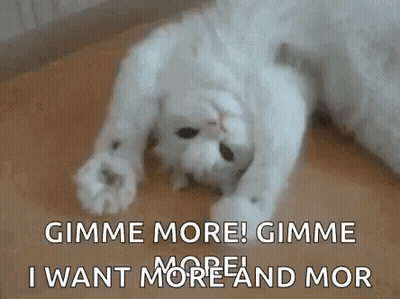 White Cat Laying On Back Saying Gimme More GIF