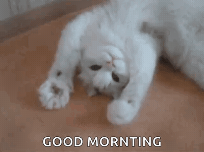 White Cat Laying On Back Saying Good Morning GIF