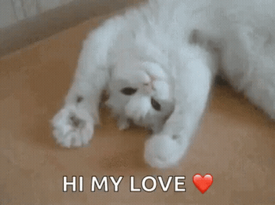 White Cat Laying On Back Saying Hi My Love GIF