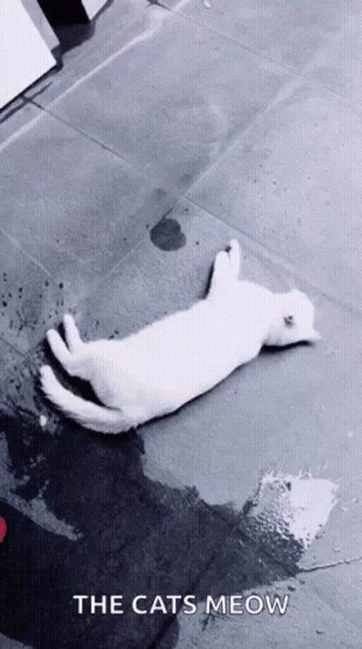 White Cat Laying On Back Saying The Cats Meow GIF