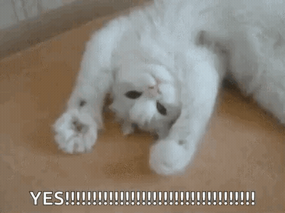 White Cat Laying On Back Saying Yes GIF