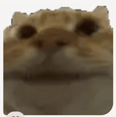 White Cat Laying On Back Saying Yes GIF