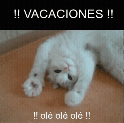 White Cat Laying On Back Vacaciones GIF