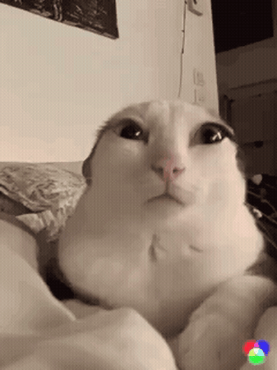 White Cat Laying On Bed Looking At Camera GIF